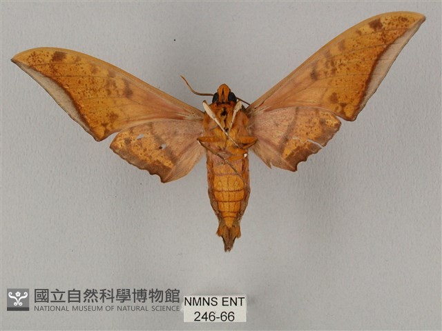 裂斑鷹翅天蛾藏品圖，第2張