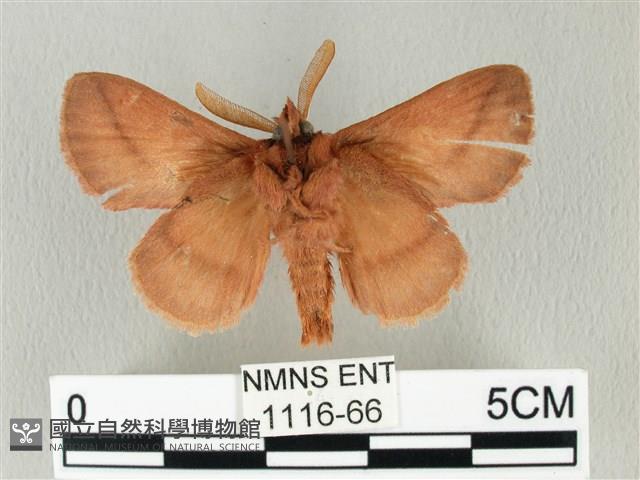 褐斜帶枯葉蛾藏品圖，第2張