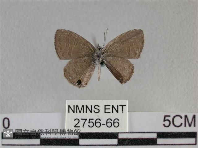 波灰蝶藏品圖，第2張