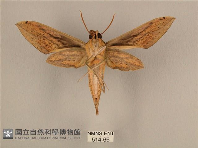 棕綠背線天蛾藏品圖，第2張