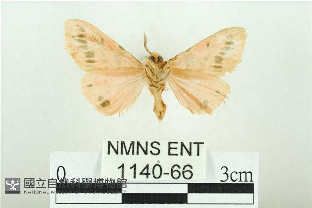 三條橙燈蛾藏品圖，第2張