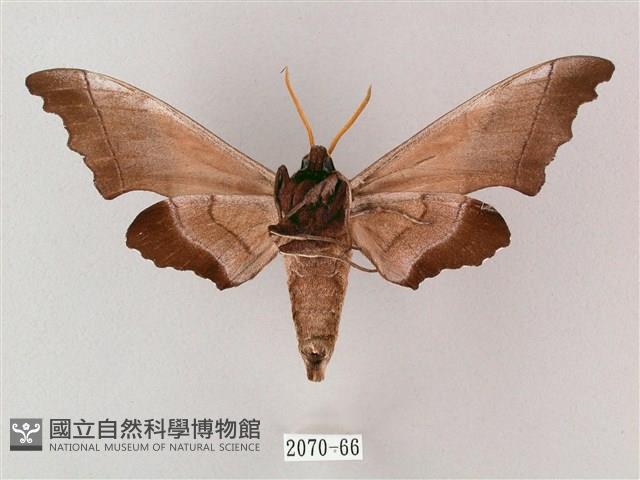 齒翅三線天蛾藏品圖，第2張