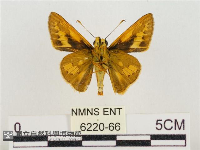 熱帶橙斑弄蝶藏品圖，第2張