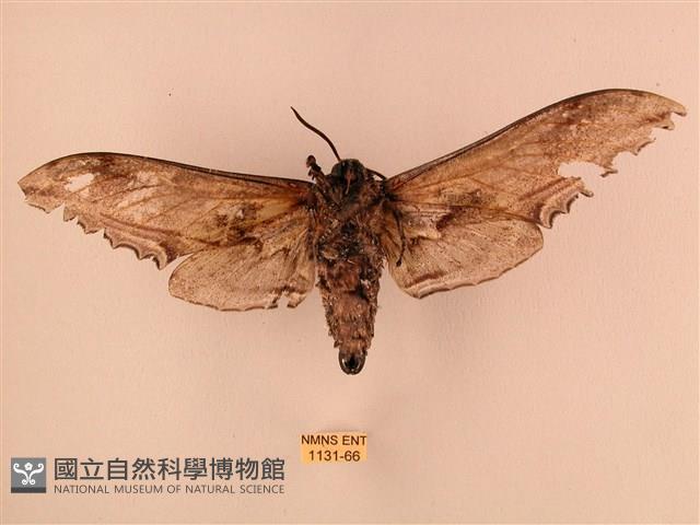 臺灣鋸翅天蛾藏品圖，第2張