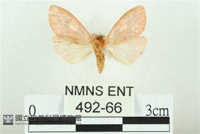 三色豔苔蛾藏品圖，第2張