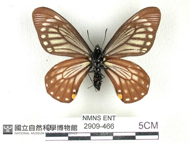 黃星斑鳳蝶藏品圖，第2張