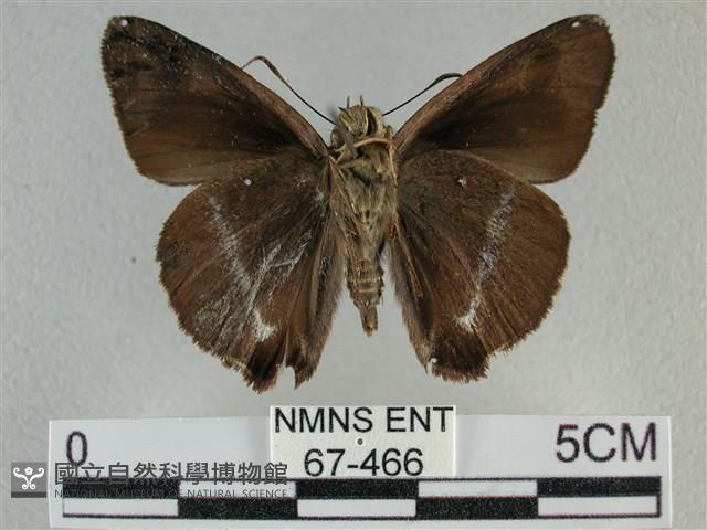 圓翅絨弄蝶藏品圖，第2張