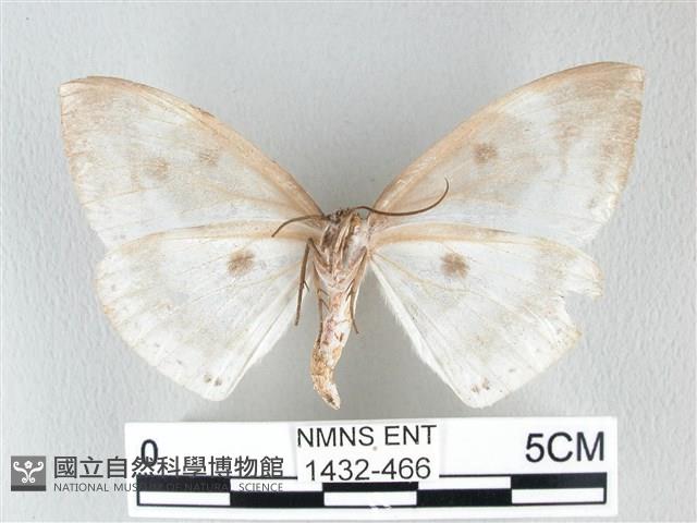 圓翅大鉤蛾藏品圖，第2張