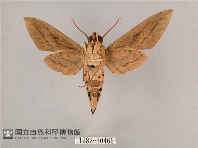 背帶斜紋天蛾藏品圖，第2張