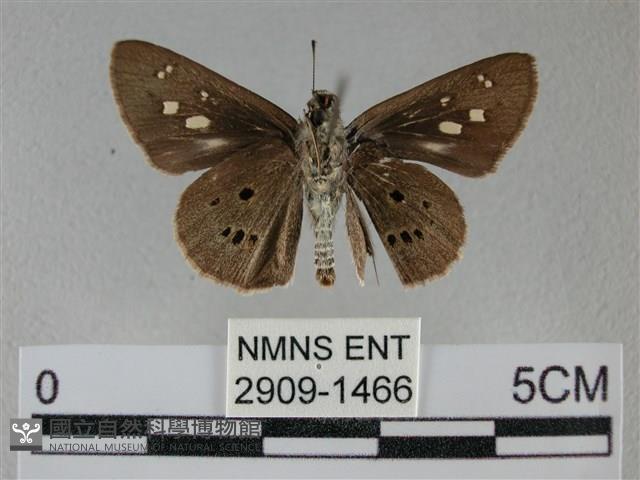 黑星弄蝶藏品圖，第2張