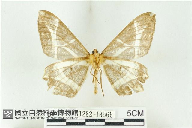 樹形尺蛾藏品圖，第2張