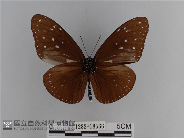 異紋紫斑蝶藏品圖，第2張