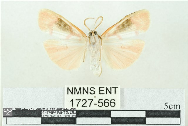 臺雪苔蛾藏品圖，第2張