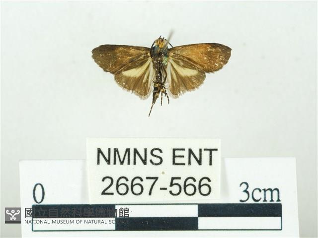 叉紋閃舞蛾藏品圖，第2張