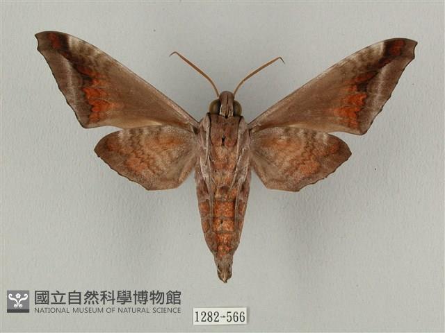 全緣缺角天蛾藏品圖，第2張