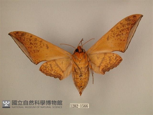 臺灣鷹翅天蛾藏品圖，第2張