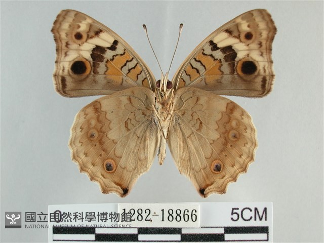 青眼蛺蝶、孔雀青蛺蝶藏品圖，第2張