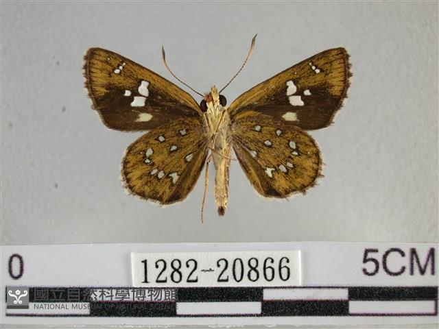 白斑弄蝶藏品圖，第2張