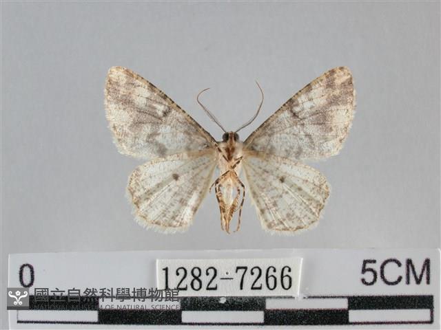雙峰霜尺蛾藏品圖，第2張