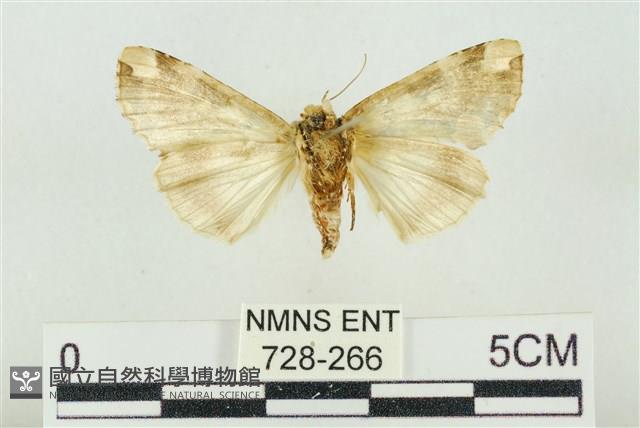 連珠波紋蛾藏品圖，第2張