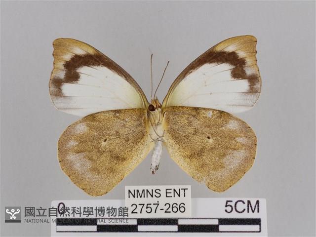 雲紋尖粉蝶藏品圖，第2張