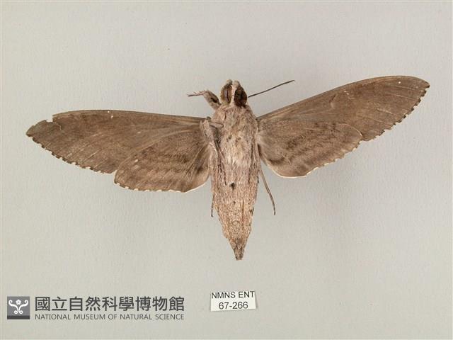 蝦殼天蛾藏品圖，第2張