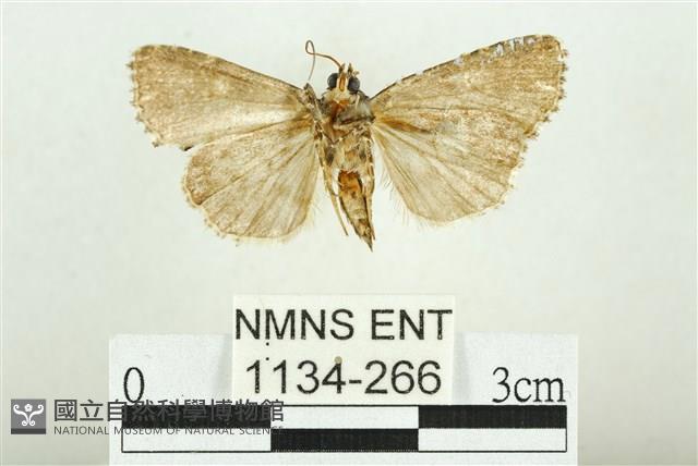 白斑散紋夜蛾藏品圖，第2張