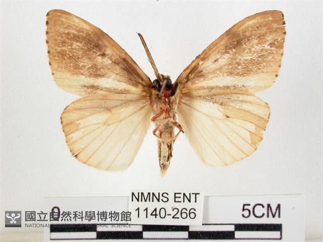 木毒蛾藏品圖，第2張