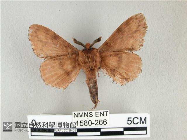 臺灣鋸紋枯葉蛾藏品圖，第2張