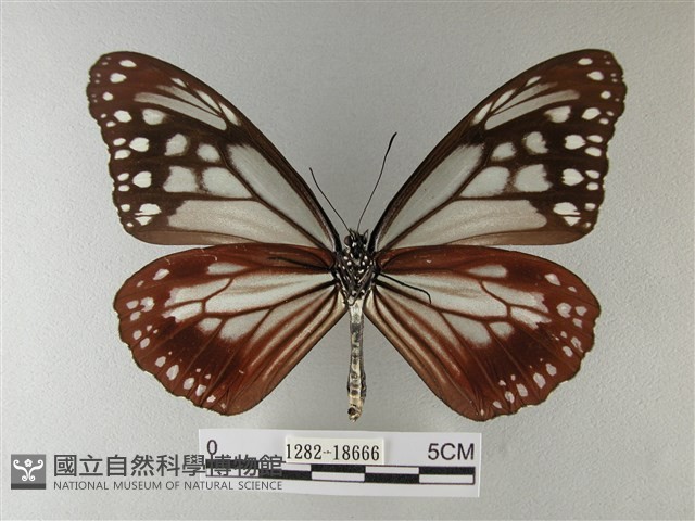 大絹斑蝶藏品圖，第2張
