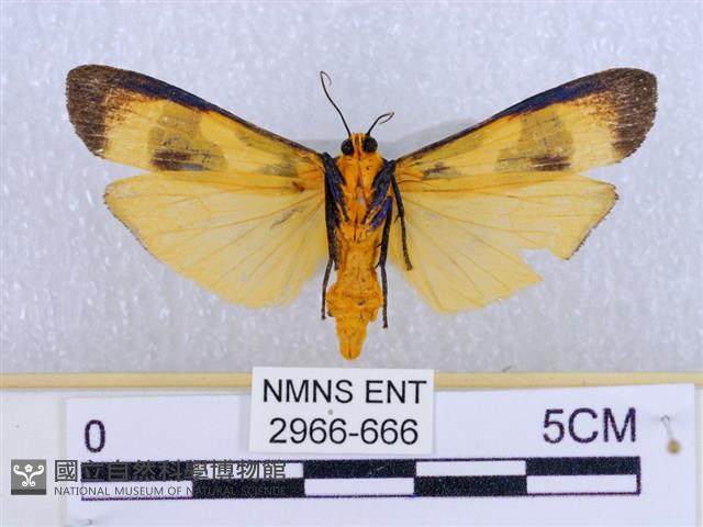 閃光苔蛾藏品圖，第2張