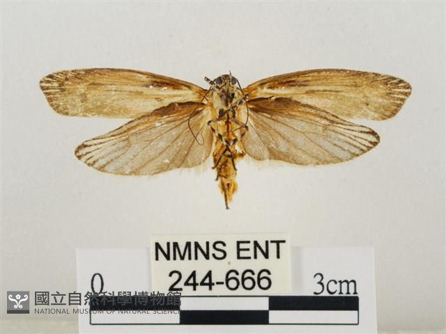 線紋篩蛾藏品圖，第2張