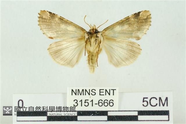 連珠波紋蛾藏品圖，第2張