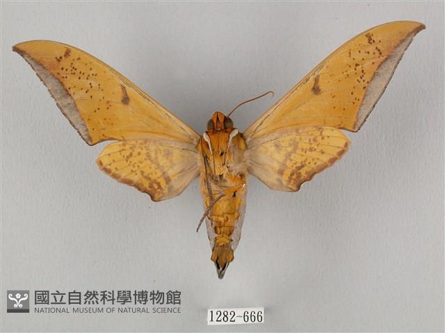 圓斑鷹翅天蛾藏品圖，第2張