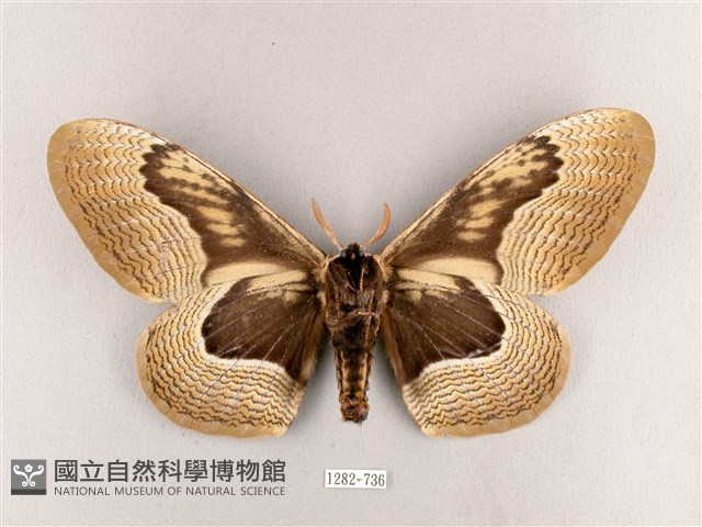枯球籮紋蛾藏品圖，第2張
