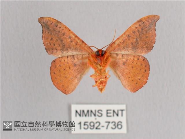 接骨木帶鉤蛾藏品圖，第2張