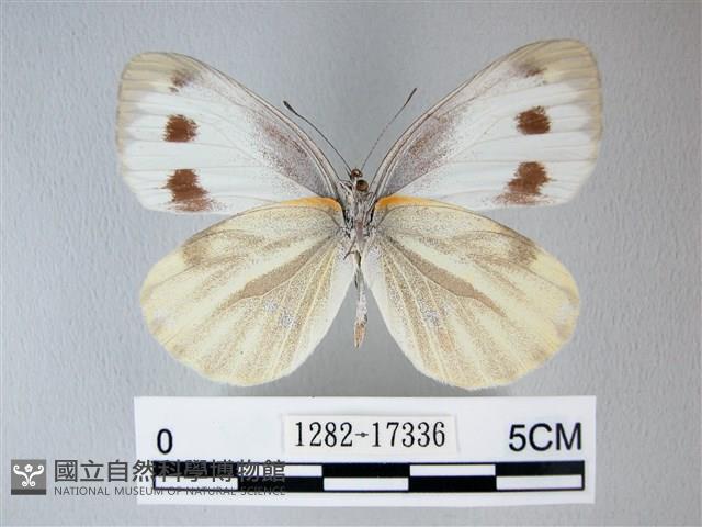 緣點白粉蝶藏品圖，第2張
