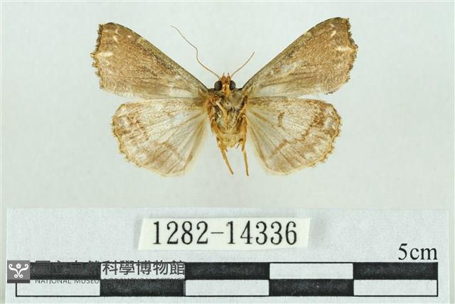 粉紅帶散紋夜蛾藏品圖，第2張