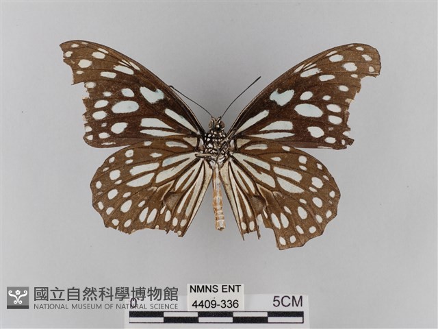 淡紋青斑蝶藏品圖，第2張