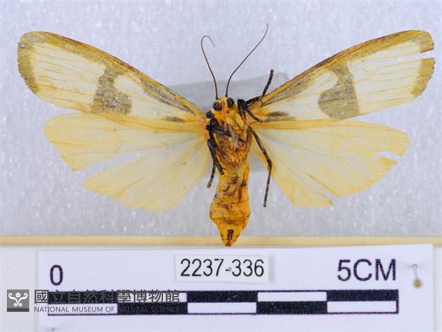 閃光苔蛾藏品圖，第2張