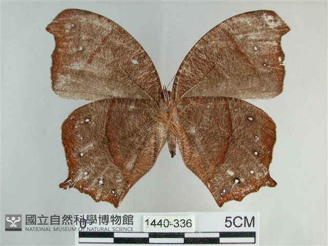森林暮眼蝶、黑樹蔭蝶藏品圖，第2張
