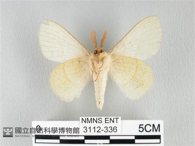 青枯葉蛾藏品圖，第2張