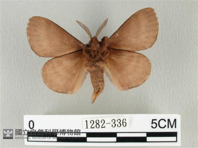 馬尾松枯葉蛾藏品圖，第2張