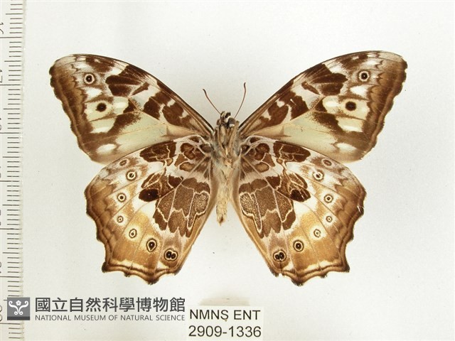 白斑蔭眼蝶藏品圖，第2張