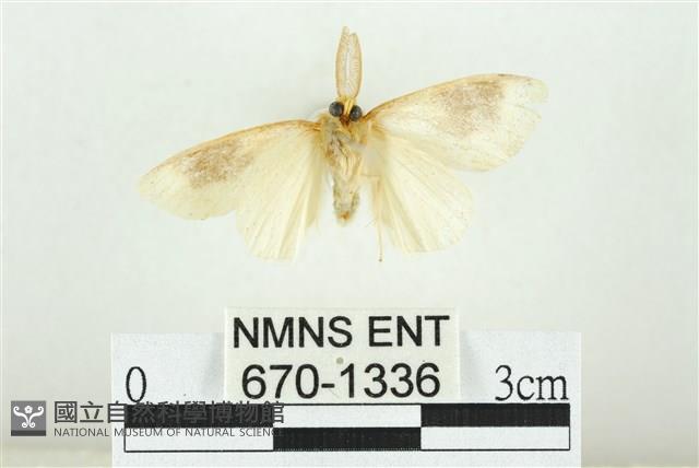 寬紋黃毒蛾藏品圖，第2張