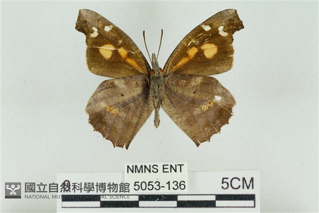 東方喙蝶藏品圖，第2張