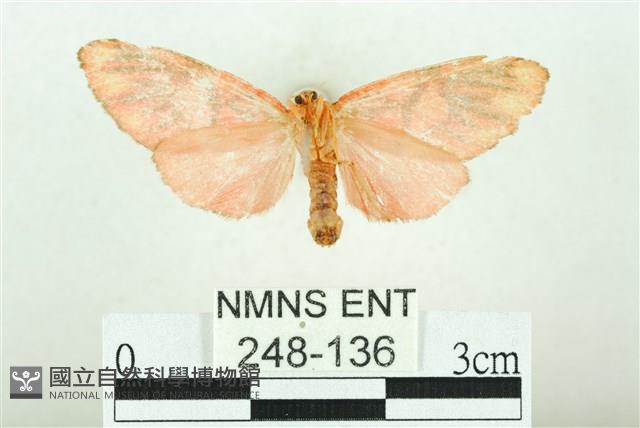 三色豔苔蛾藏品圖，第2張