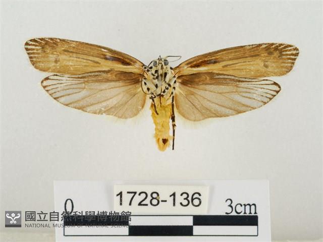 線紋篩蛾藏品圖，第2張