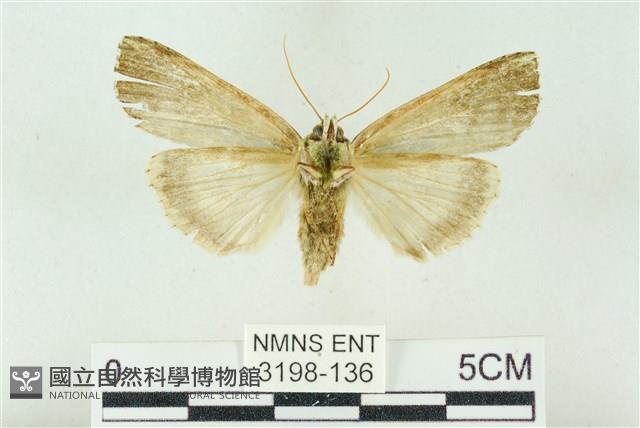 粉太波紋蛾藏品圖，第2張