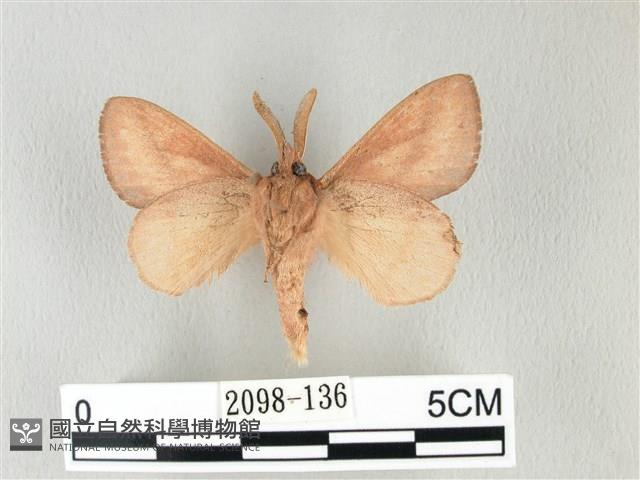 淡紋斜帶枯葉蛾藏品圖，第2張